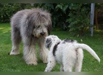 Doodle Bergamasker Barbet Mix Bergamasco Franz. Wasserhund Bergadoodle für Allergiker nicht haarend