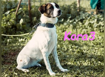 Kora3 08/2019 (ESP) - verspielte und kluge, hübsche Boxer-Mix Hündin!