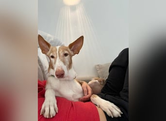 Toby (Spanien) – sanfter Podenco auf der Suche nach einem neuen Anfang