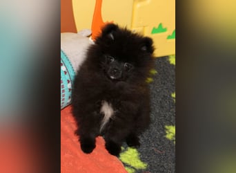 Yulie unsere kleine Pomeranian Zwergspitz Hündin mit Papieren kann ausziehen