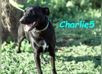 Charlie5 10/2021 (ESP) - verspielter und neugieriger Labrador-Podenco-Mix mit viel Lebensfreude!