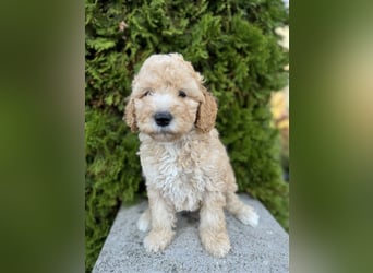 GoldenDoodle Welpen 