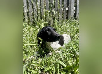 Sanfter und entspannter Junghund PEPPO sucht eine Familie!