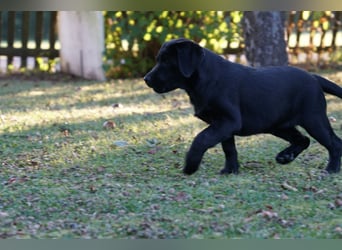 Labradorwelpen