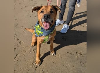 Markus (Spanien) - sucht dringend liebevolles Zuhause