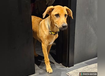 Elay, ein Herzenshund sucht sein Glück, PS in 94078 Freyung