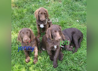 Welpen Labradoodle F1 Braun Könispudel x Labrador