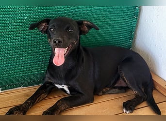 Pippi (PA) Fröhlich und verspielter Junghund