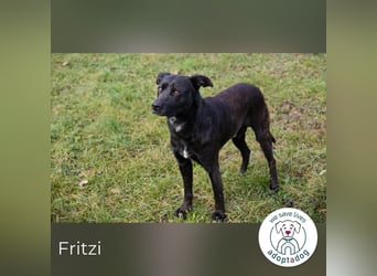 Fritzi: sucht dich!