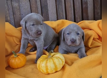 Aussiedor Labrador Australian Shepherd mit Ahnentafel