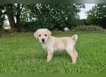 Labradoddle F1