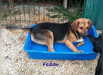 Fedon 02/2024 (GRC) - freundlicher und sozialer wunderschöner Junghund!