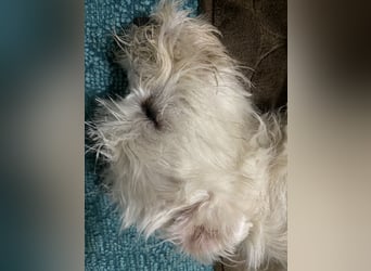 Weiße Zwergschnauzer Welpen nicht haarend reinrassig
