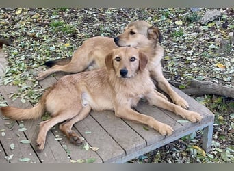 Kuckuck, wer schenkt Traumhund OLIVER ein liebevolles Zuhause?