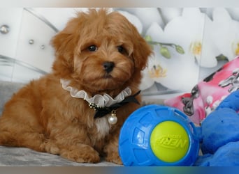 Wunderschöne Havapoo Welpen ähnlich Maltipoo (Toypudel/Zwergpudel + Havaneser)