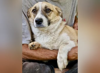 Lilu muss dringend aus dem Shelter