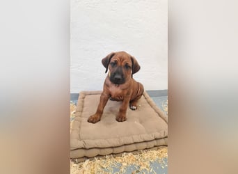 Rhodesian Ridgeback Welpen