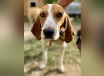 Beagle-Mix Pablito - verspielt und freundlich