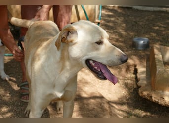 lieber Balu ist auf der Suche nach seinem Zuhause