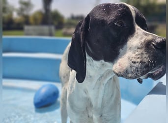 BANDITO ❤️ uuuunglaublich liebevoller Pointer