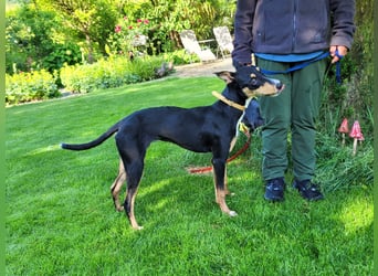 sportlich elegante Maya (Tierschutz)