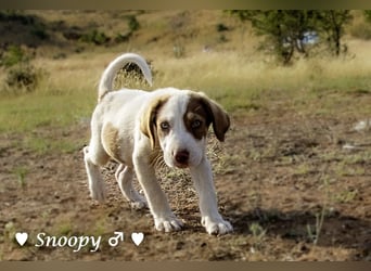 Susi und Snoopy suchen ein Zuhause