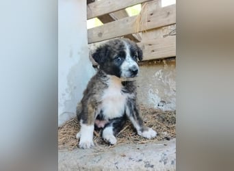 Phil sucht sein Für-immer-Zuhause – verspielt, neugierig & einfach bezaubernd