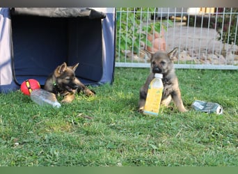 Schäferhund Welpen mit VDH Ahnentafel