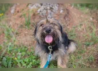 LUNA - das sanfte, kleine Hundemädchen sucht ein ruhiges, liebevolles Zuhause