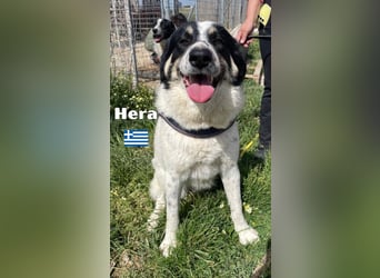 Hera , 09/23 - fröhliches liebes Mädel auf Heimatsuche