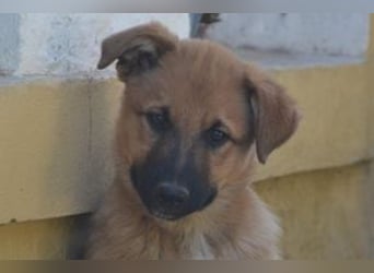 Balu, ein verspieltes Hundekind auf der Suche nach einem Zuhause fürs Leben