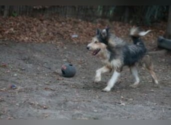 Update: MERLIN- auf PS in mit ÜO in 31603 Diepenau