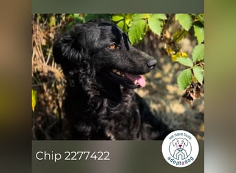 Chip 2277422: Sucht ein Zuhause