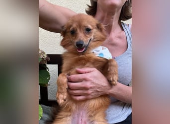 Maggy SR – Kleine Spitzdame mit großem Herz sucht Familie