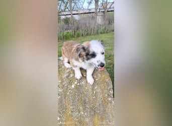 Kleine süße Maus  Anna