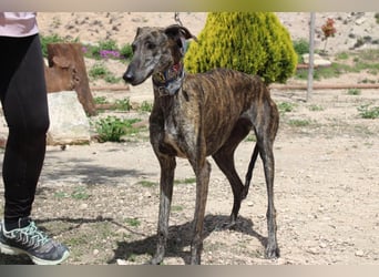 CORA-zarte Galgo-Seele auf der Suche nach einem liebevollen Zuhause