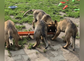 Dunkelgraue Schäferhunde aus Kör-u.Leistungzucht