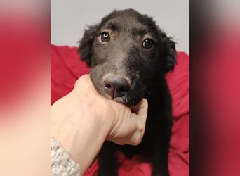 Bruna ❤️ sucht ihre Familie zum Schmusen