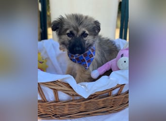 Dömpi LM - Zuhause gesucht – Neun kleine Hundekinder auf großer Mission