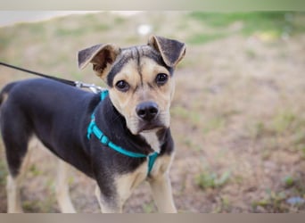 Šime: Hundekind sucht ein Zuhause