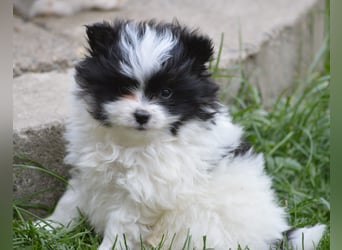 Zwergspitz-Yorkshire Terrier Mix Welpen zu verk.
