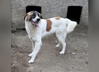 JAMY, Rüde, 1,5 Jahre, 46cm, Mischling, Tierschutz