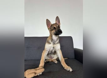 Wunderbare Deya sucht liebevolles Zuhause