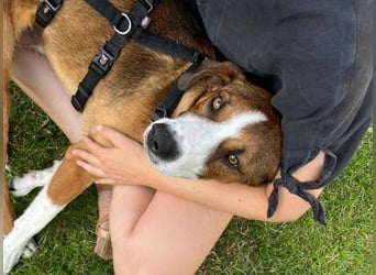 Terry - ein Herz auf 4 Pfoten sucht seine Familie
