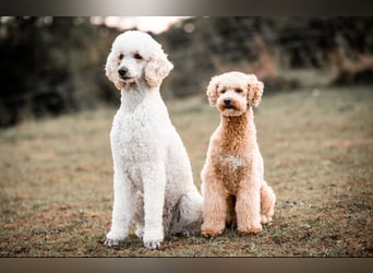 Goldendoodle medium mit Papieren und Ahnentafel