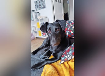 Bill sucht ein liebevolles Zuhause mit Zeit und Geduld