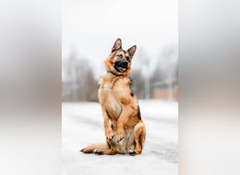 Tolles Zuhause für Muchtar gesucht
