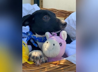 Alex LM - Zuhause gesucht – Neun kleine Hundekinder auf großer Mission