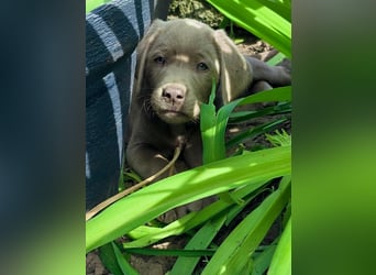 Typvolle Labrador Welpen in silver