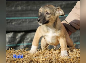 Robi Mischlingsrüde ca. 6,5 Monate alt in Ungarn